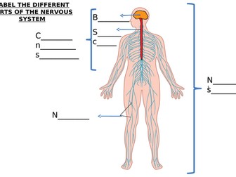 Nerve Cell & Nervous System Diagram Label Worksheets (Differentiated)