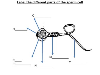 Sperm Cell, Egg Cell Diagram Label Worksheets (Differentiated)