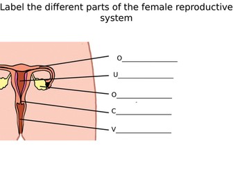 Male & Female Reproductive System Diagram Label Worksheets (Differentiated)