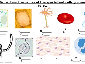 Specialised Cells Diagram Label Worksheets (Differentiated)