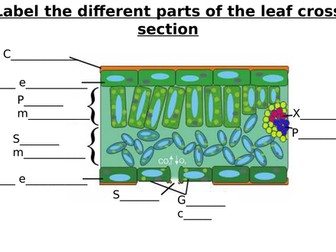 Leaf Cross Section Diagram Label Worksheets (Differentiated)