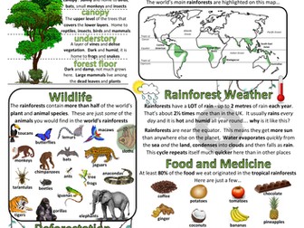 Rainforests Factsheet/Poster