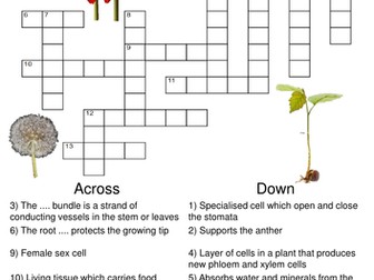 crossword puzzle biology plant crosswords bundle includes different structure