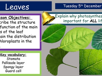 KS3 Activate Leaves and Leaf Features