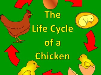 The Life Cycle of a Chicken- Spring, farm, Easter