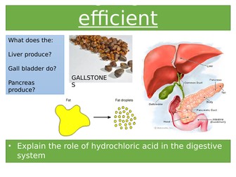 Making digestion efficient AQA APPROPRIATE