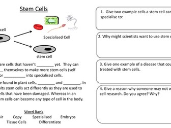 Stem cells worksheet year 7