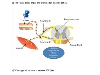 Energy-Food chain/food web-Nervous system and sense organs-Magnets-Genetics