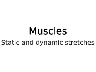 Muscles and stretches
