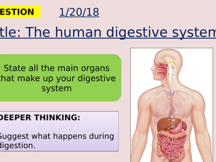 AQA New Specification-B3 Organisation And The Digestive System ...