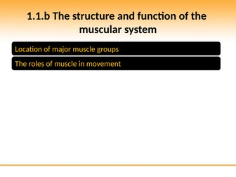 OCR GCSE PE: PowerPoint 1.1.b Muscular System