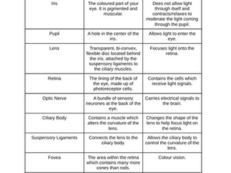 Eye Anatomy Structure & Function Card Sort