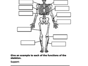 Skeletal and muscular systems
