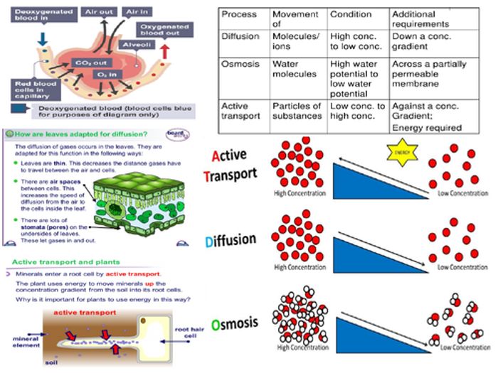 Transport In Cells , Tissues And Systems Including Circulatory System ...