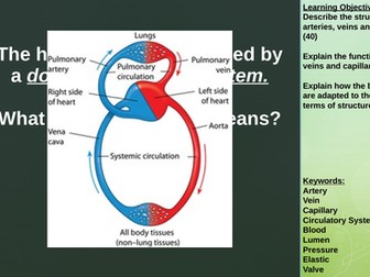 Blood & Blood Vessels