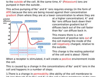 Action Potentials and the Synapse