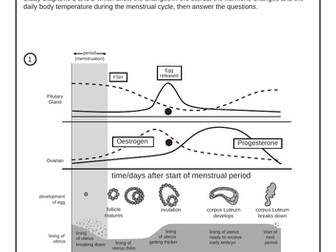 Menstrual Cycle Menstruation