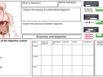 AQA A level Enzymes and digestion broad sheet