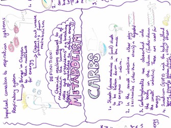 Metabolism of fats, carbs and protien