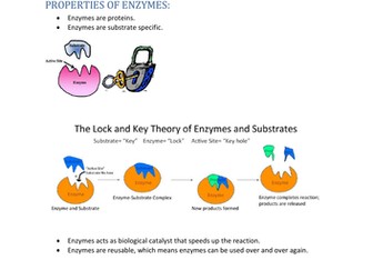 GCSE Biology Edexcel - Enzymes