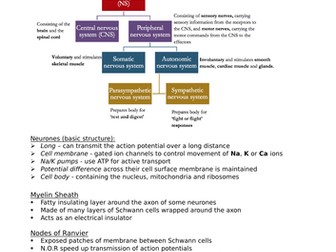 BIO Alevel (Edexcel SNAB) Revision Notes - Topic 8 - Grey Matter