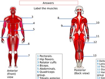 Answer for muscles quiz