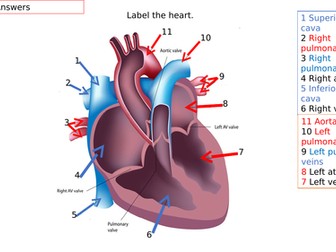 Answers to the heart quiz