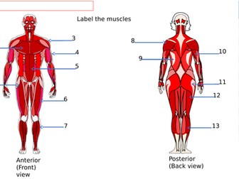 Lesson starter on the major muscles of the body.