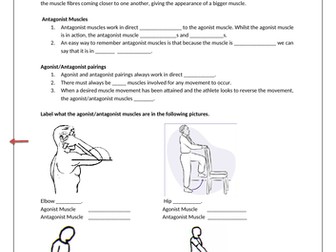 Antagonistic muscles