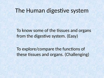 Digestive system