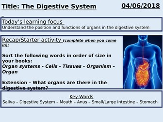 GCSE Biology - The Digestive System