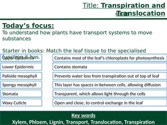GCSE Biology - Roots, Xylem and Phloem