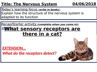 GCSE Biology - The Nervous System