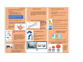 Exchange Surfaces and Transport systems