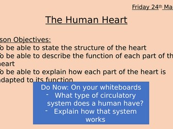 The Human Heart