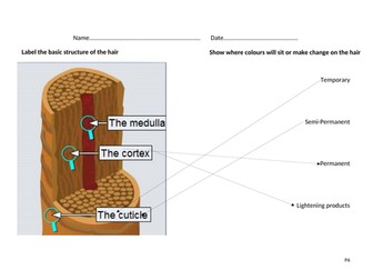 The basic structure of the hair.