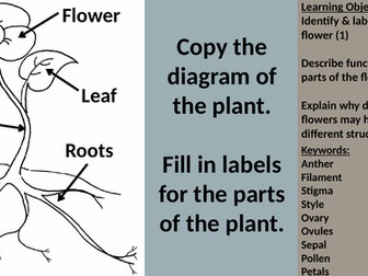 Flower Structure & Function