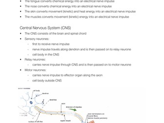 EDEXCEL IGCSE Biology - Nervous System notes
