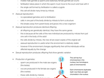 EDEXCEL IGCSE Biology - Reproduction in Humans notes