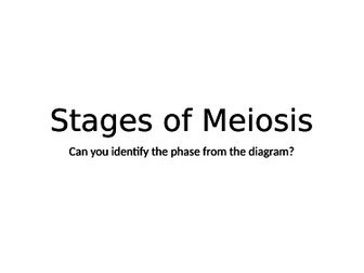 Stages of Meiosis Quiz