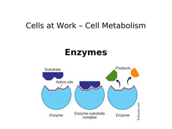 A powerpoint on enzymes
