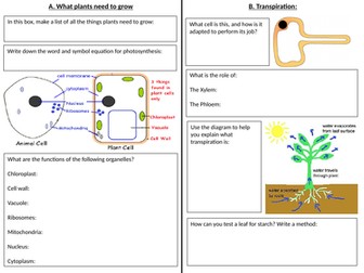 Photosynthesis placemat