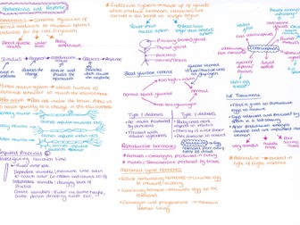 Homeostasis and Response Revision Mat