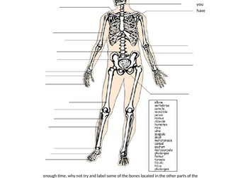 Skeletal System Work Sheet