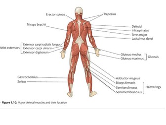 BTEC Sport Level 3 Anatomy & Physiology Learning Aim B: Muscles