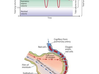 BTEC Sport Level 3 Anatomy & Physiology Learning Aim C: Respiratory System