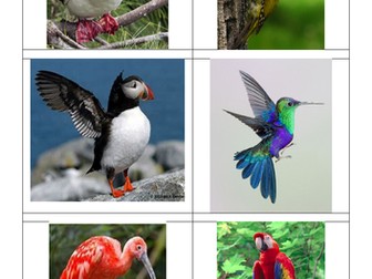 Classification and Variation - Resources for Year 6 Science topic