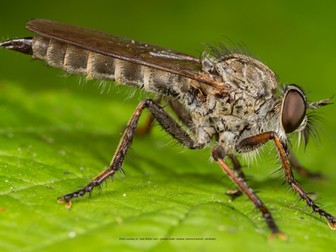 Insect Enlargement Activity