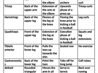 Edexcel GCSE PE muscular system notes