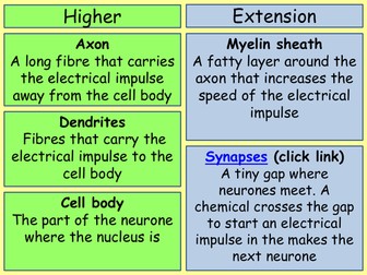Nervous system and coordianted response 2 lesson bundle